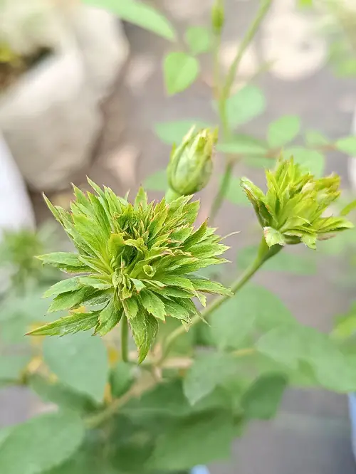 Emerald Flowers 7