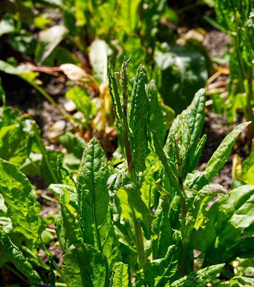 the sorrel plants that resemble rhubarb