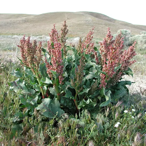 Canaigre Dock looks like rhuberb