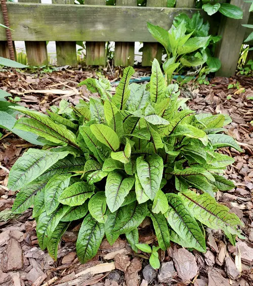 Plants That Remind Me of Rhubarb