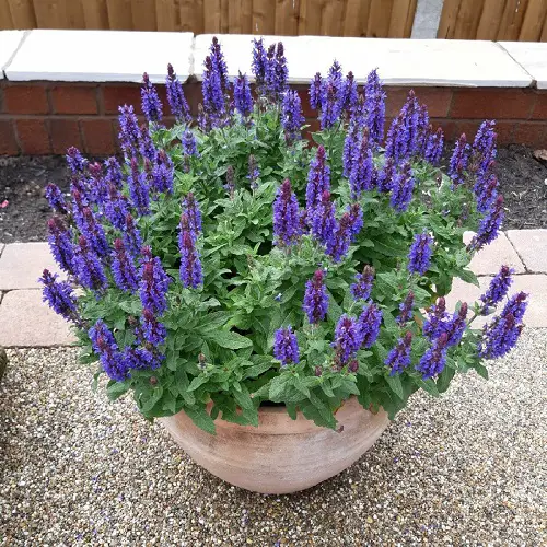 Salvia arizonica ‘Deep Blue’