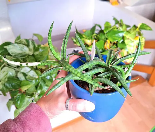 Blue pot with a Sansevieria Ballyi