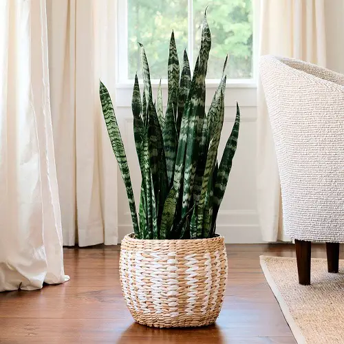 Sansevieria Trifasciata 'Coral' variety