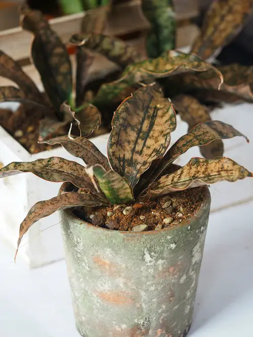Snake Plant - Sansevieria Kirkii 'Coppertone' 