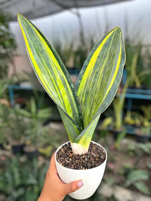 Snake Plant Varieties