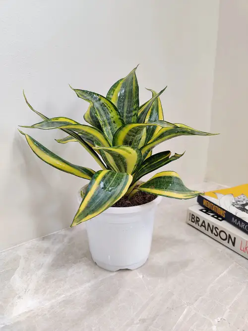An exquisite Sansevieria Trifasciata 'Twist' 