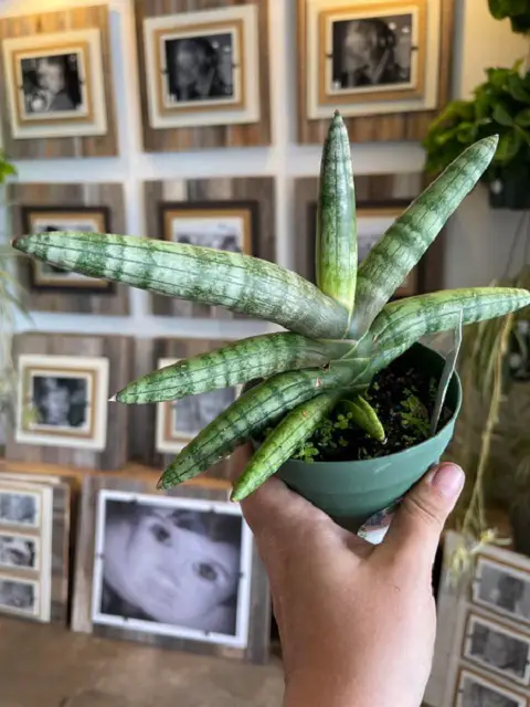 Sansevieria cylindrica 'Starfish' in pot