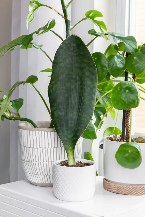 Sansevieria hahnii 'Whale Fin' variety