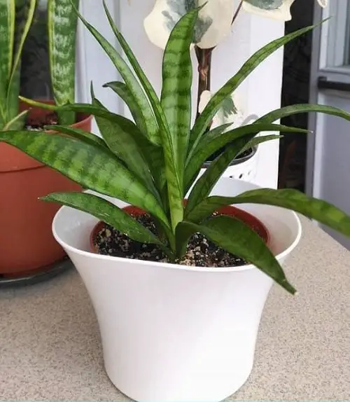 Sansevieria parva variety