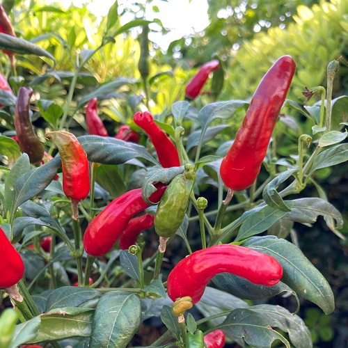 Peppers With An Upward Growth 1