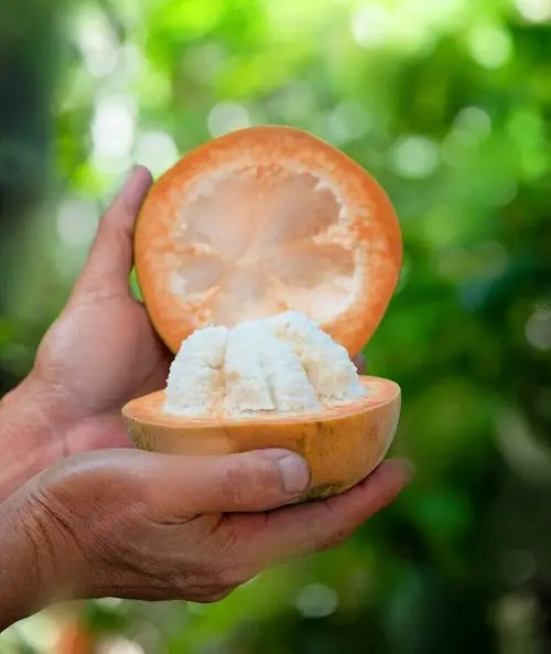 Santol asian fruit