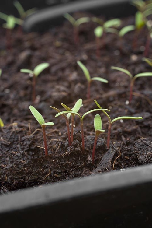 Soapwort Seeds You Should Freeze Before Planting