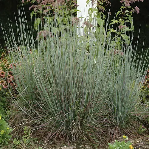 Schizachyrium scoparium looks like wheat