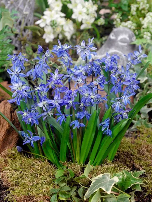 Scilla verna plant 10