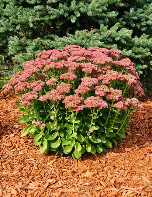 perennials that rabbits avoid 4