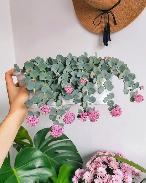 bluish indoor vines