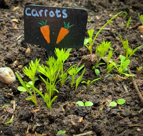 Carrot Germination Stages