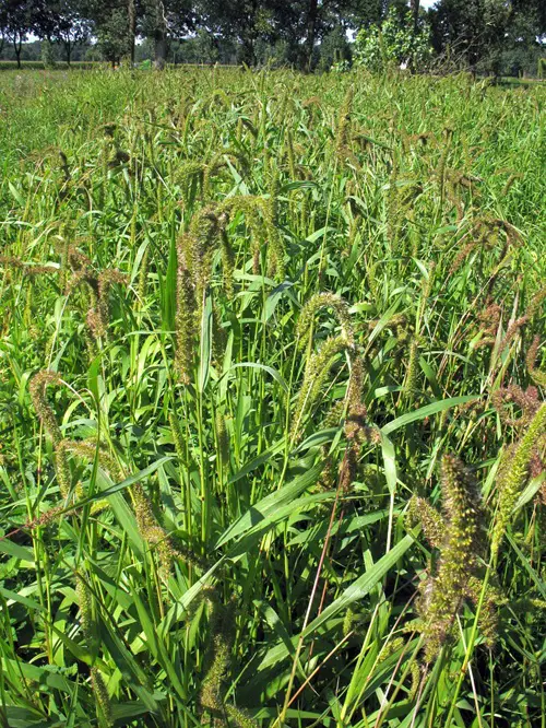 Bristly Foxtail Weeds that Look Like Wheat