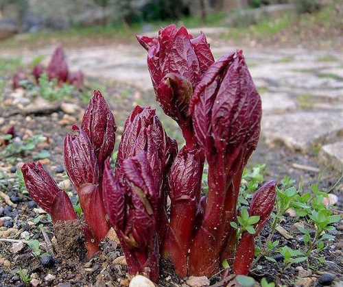 Peony Growth Stages Shoot Appearance