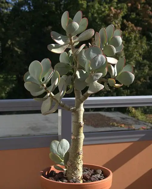 tallest varieties of jade plants 1