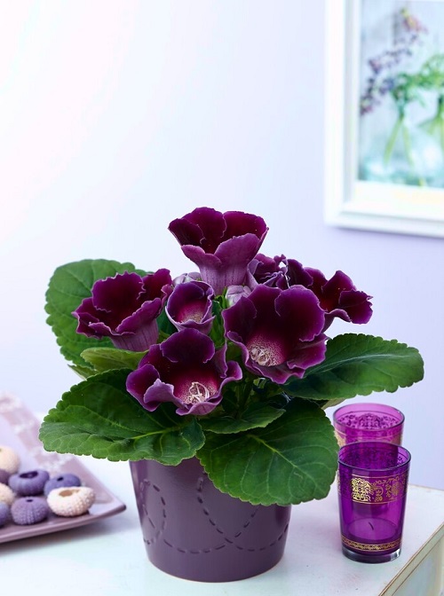 Purple Flowering Indoor Plants 1
