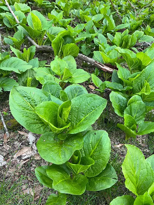 Plants Resembling Rhubarb 