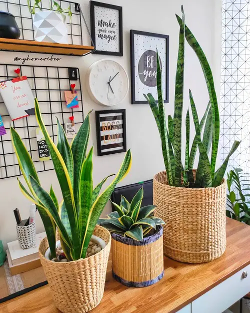 snake plant for Gifting