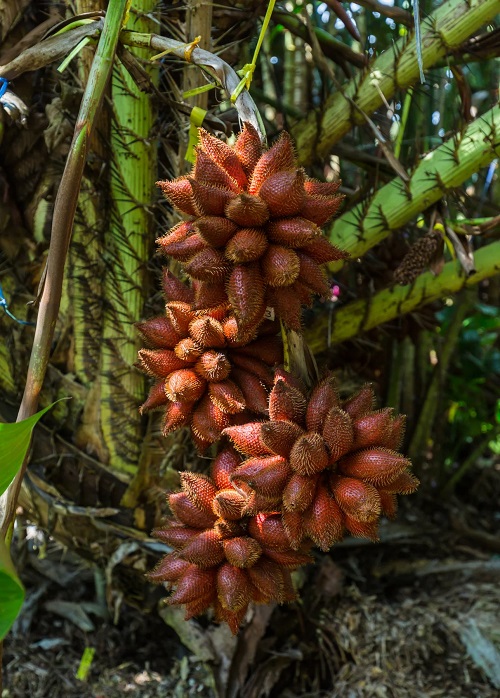 Snake asian fruit