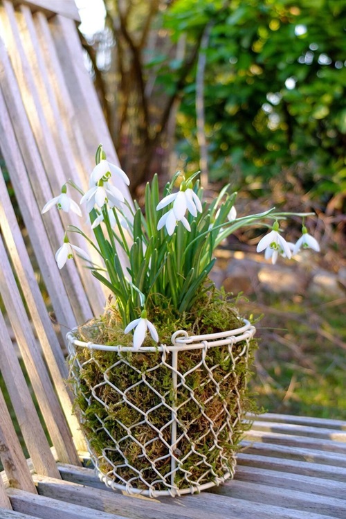 Snowdrop beautiful white flowers on garden chair