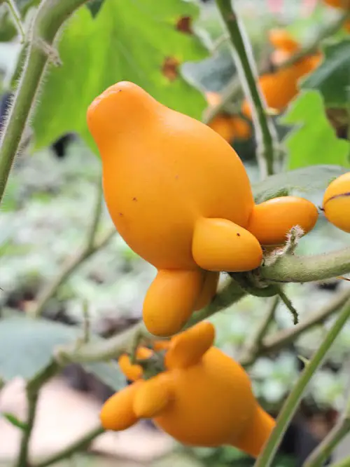 Nipple Fruit Look Like Boobs