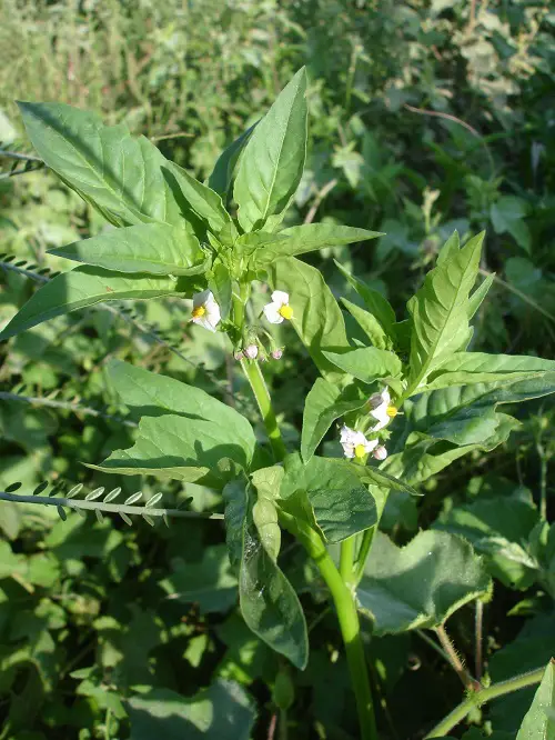 american nightshade Look Like Pepper Plants