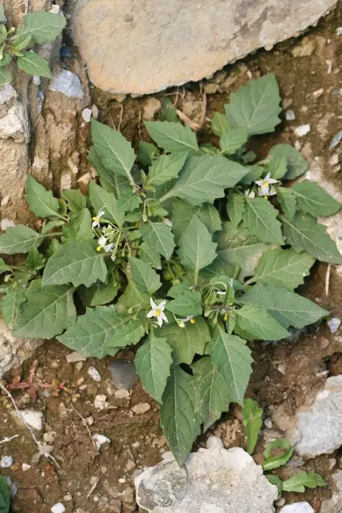 eastern black nightshade Look Like Pepper Plants