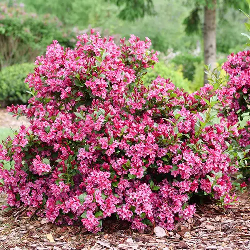 Amazing Flowering Shrubs That Bloom All Summer 7