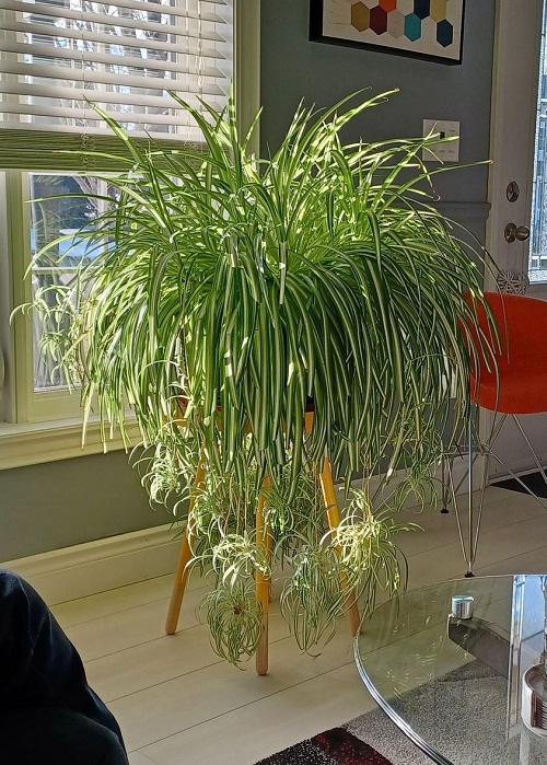 Spider Plants That Grow Bushier and Lush Quickly