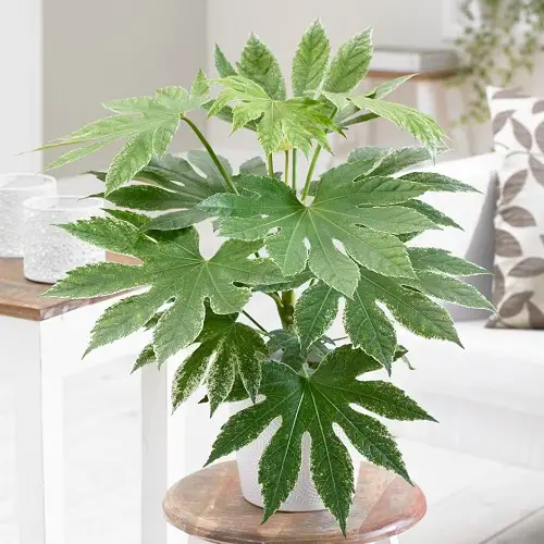 Spider's Web' Fatsia plant pot on stool