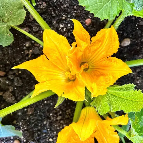 Greatest Edible Flowers 8