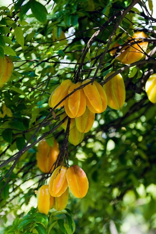 Starfruit asian fruit