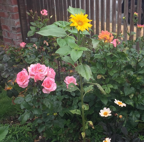 sunflowers Plants that Go with Roses to Keep Pests Away 