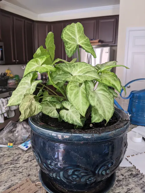 Syngonium Plant Benefits 2