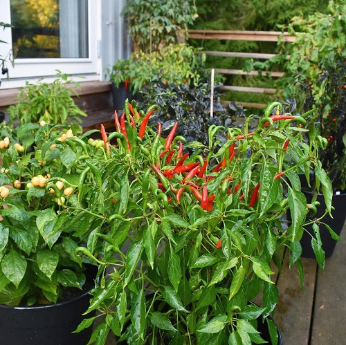 Peppers That Grow Upwards