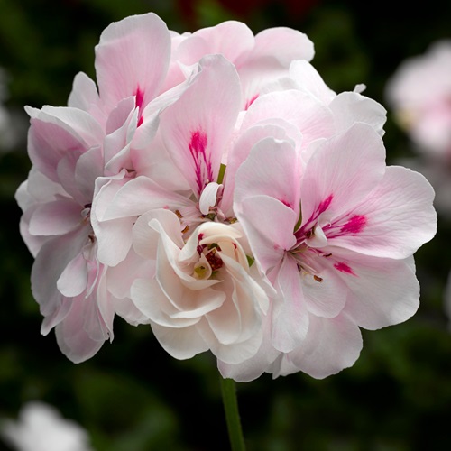 Temprano White Best White Geraniums flowers in garden