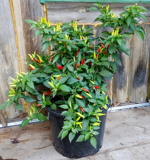  Peppers That Grow Upwards 2