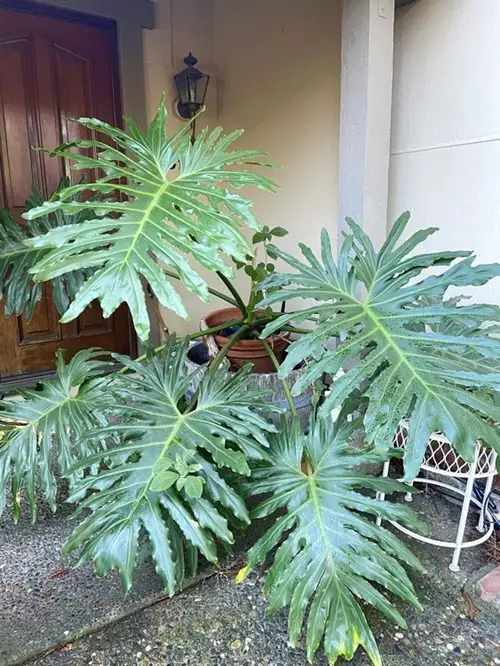 Lacy Tree Philodendron in yard