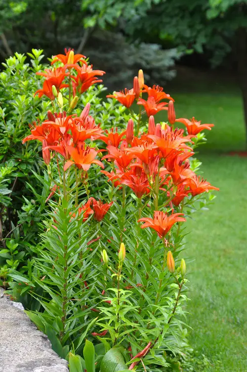 In Florida, flowers with orange blossoms