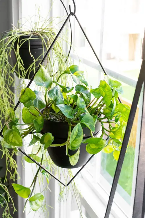 pothos for Gifting