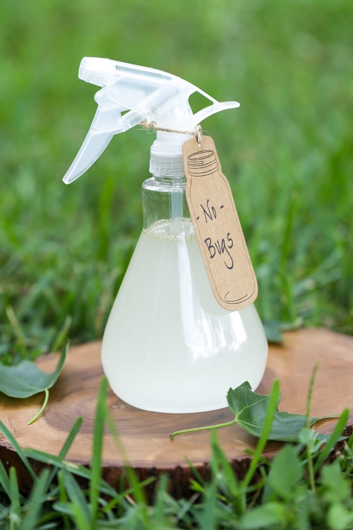 Amazing Facts All Aloe Plant Users Should Know insect repellent