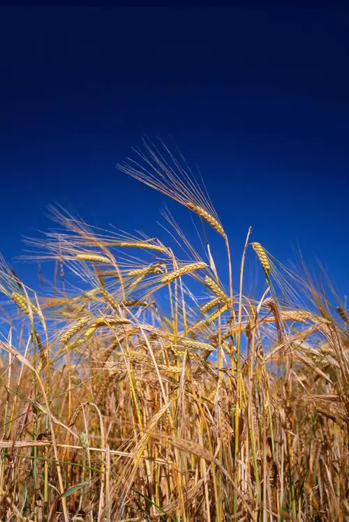 Volunteer Barley Weeds that Look Like Wheat