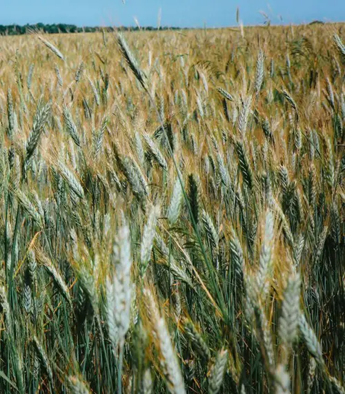 Volunteer Triticale Weeds that Look Like Wheat