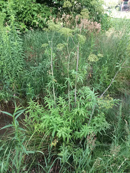 Weeds With Leaves Resembling Marigolds 1