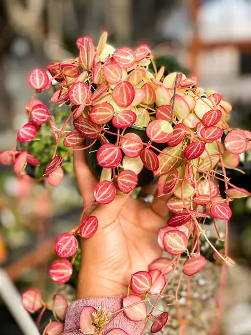 Beautiful Pink Indoor vines Watermelon Dischidia holding in hand